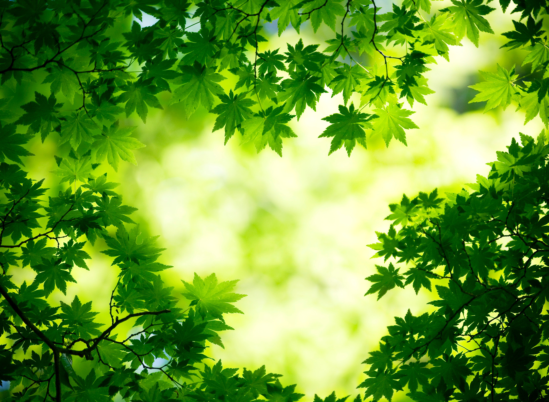 Share - Green Tree Backgrounds , HD Wallpaper & Backgrounds