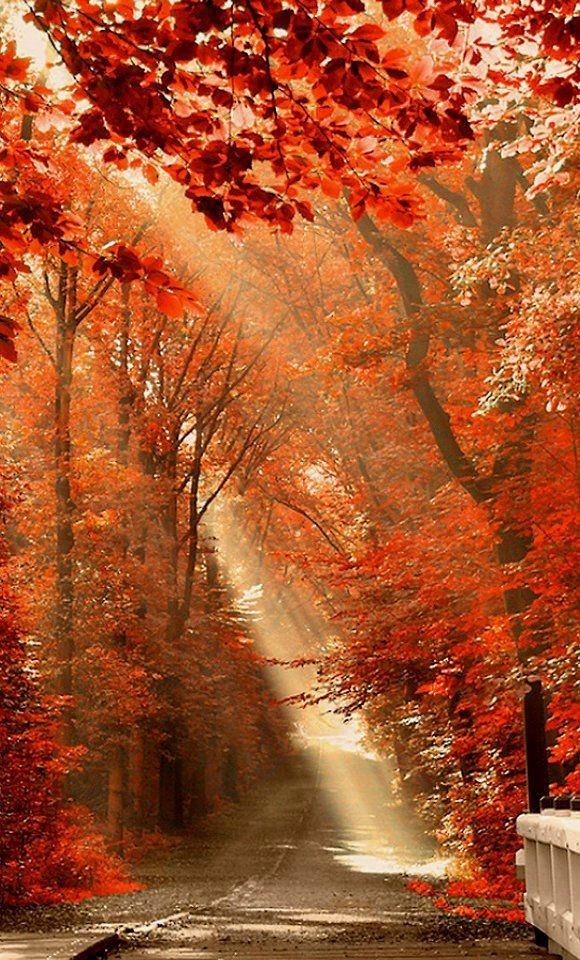 Free Tree Wallpaper For Phone Fresh Red Autumn Trees - Nature Autumn , HD Wallpaper & Backgrounds