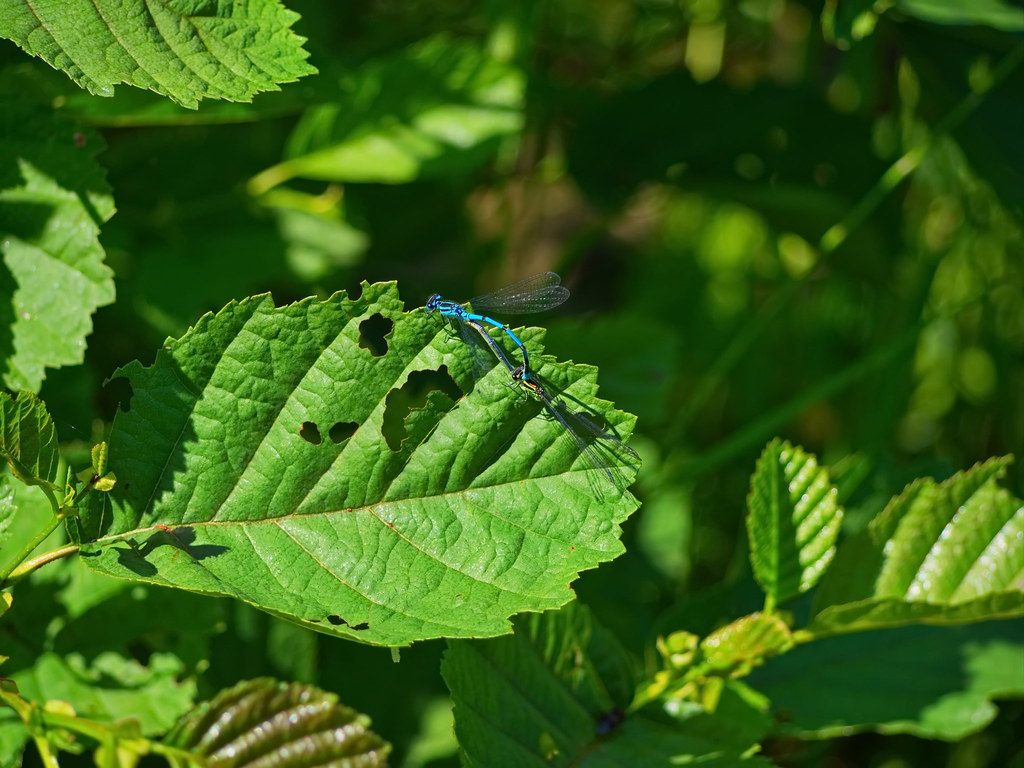 Dragonfly Couples Make Love On The Fresh Green Leaves - Insect , HD Wallpaper & Backgrounds