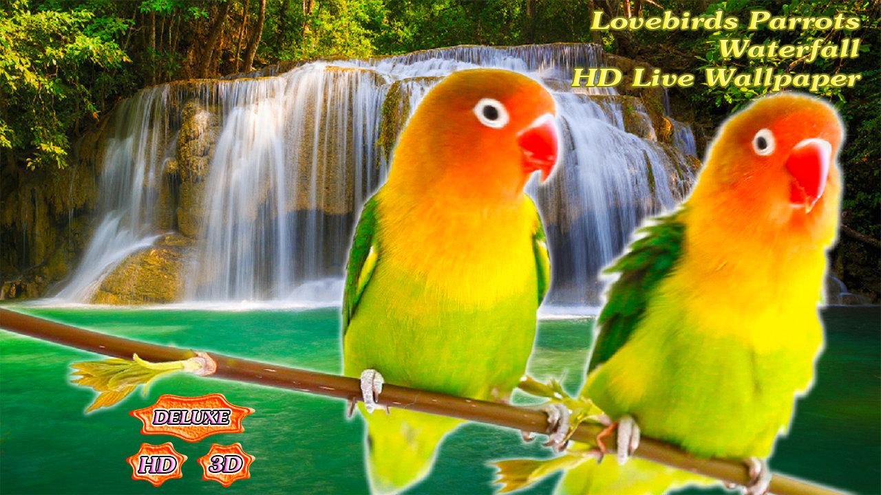 3d - Parrot Love Birds Live , HD Wallpaper & Backgrounds