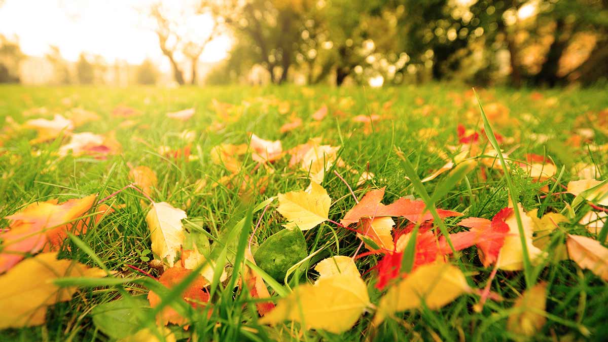 Mow Leaves In Place - Grass Leaves , HD Wallpaper & Backgrounds