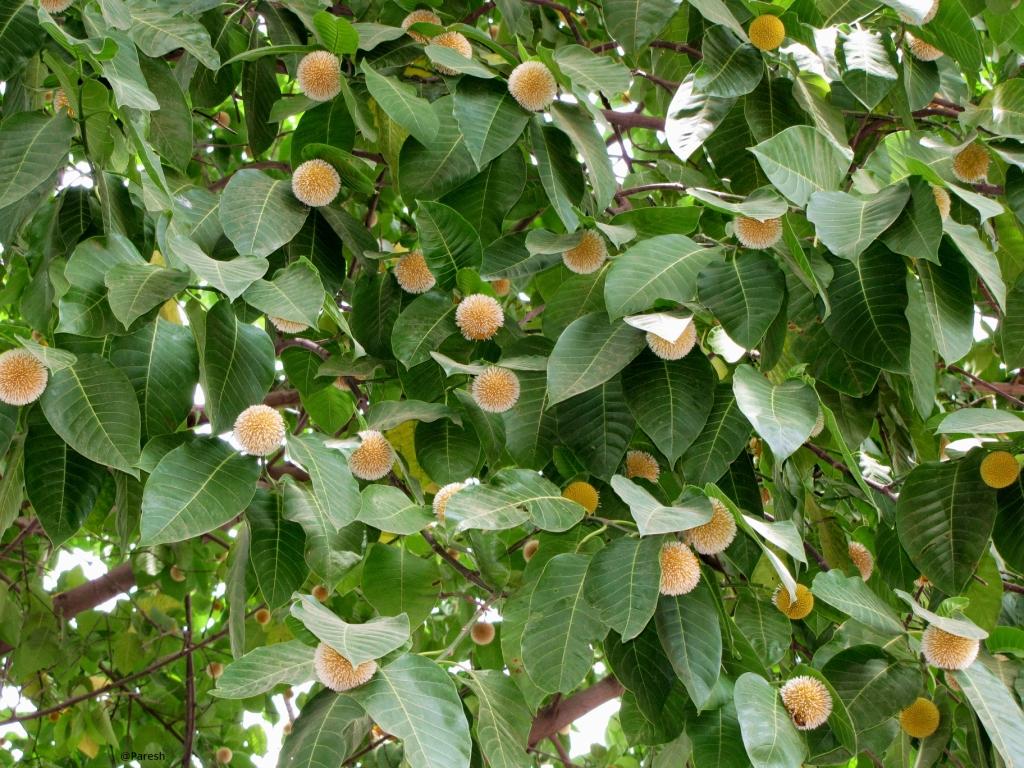 Kadamb Tree Is Suitable For Reforestation Programs - Peanut Butter Fruit , HD Wallpaper & Backgrounds