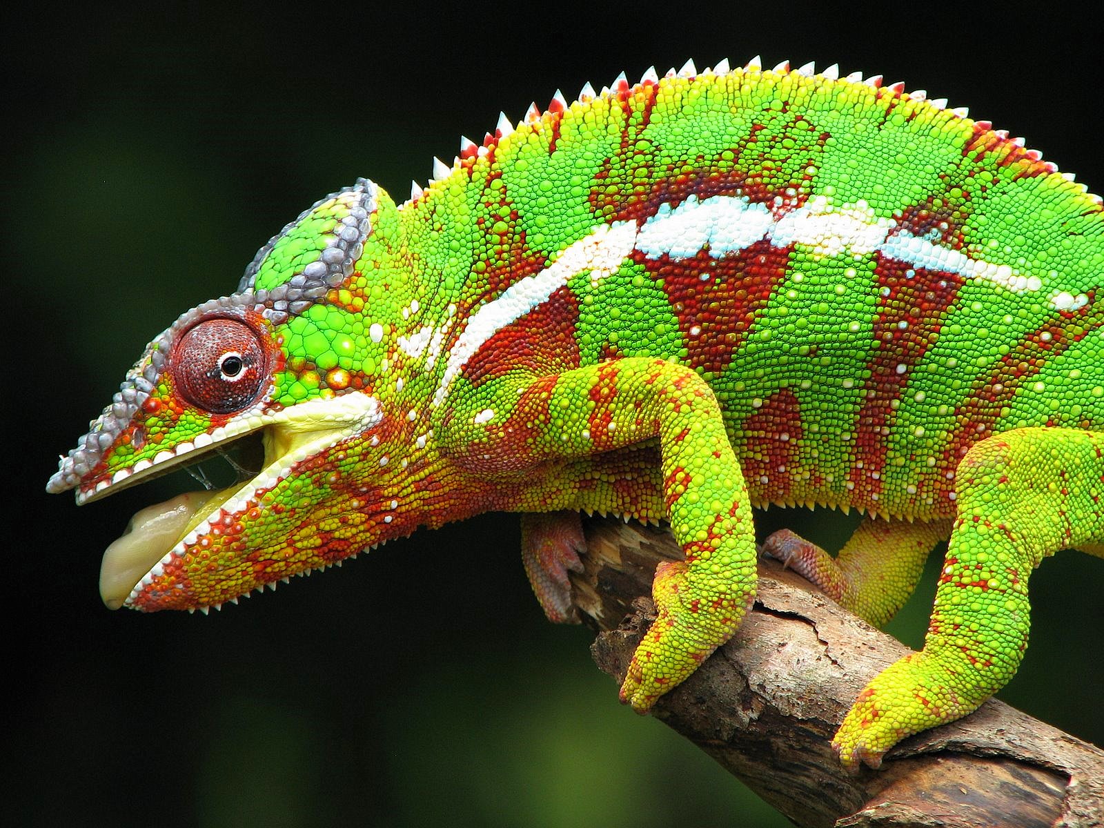 Chameleon - Arboreal Animals Pictures With Names , HD Wallpaper & Backgrounds
