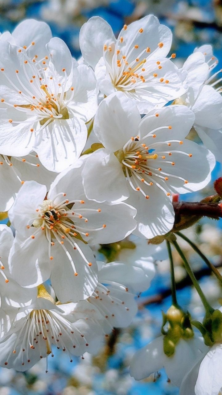 White, Close Up, Cherry Tree, Spring, Blossom, Wallpaper - Very Beautiful Amazing Wonderful Flowers Garden Tree , HD Wallpaper & Backgrounds