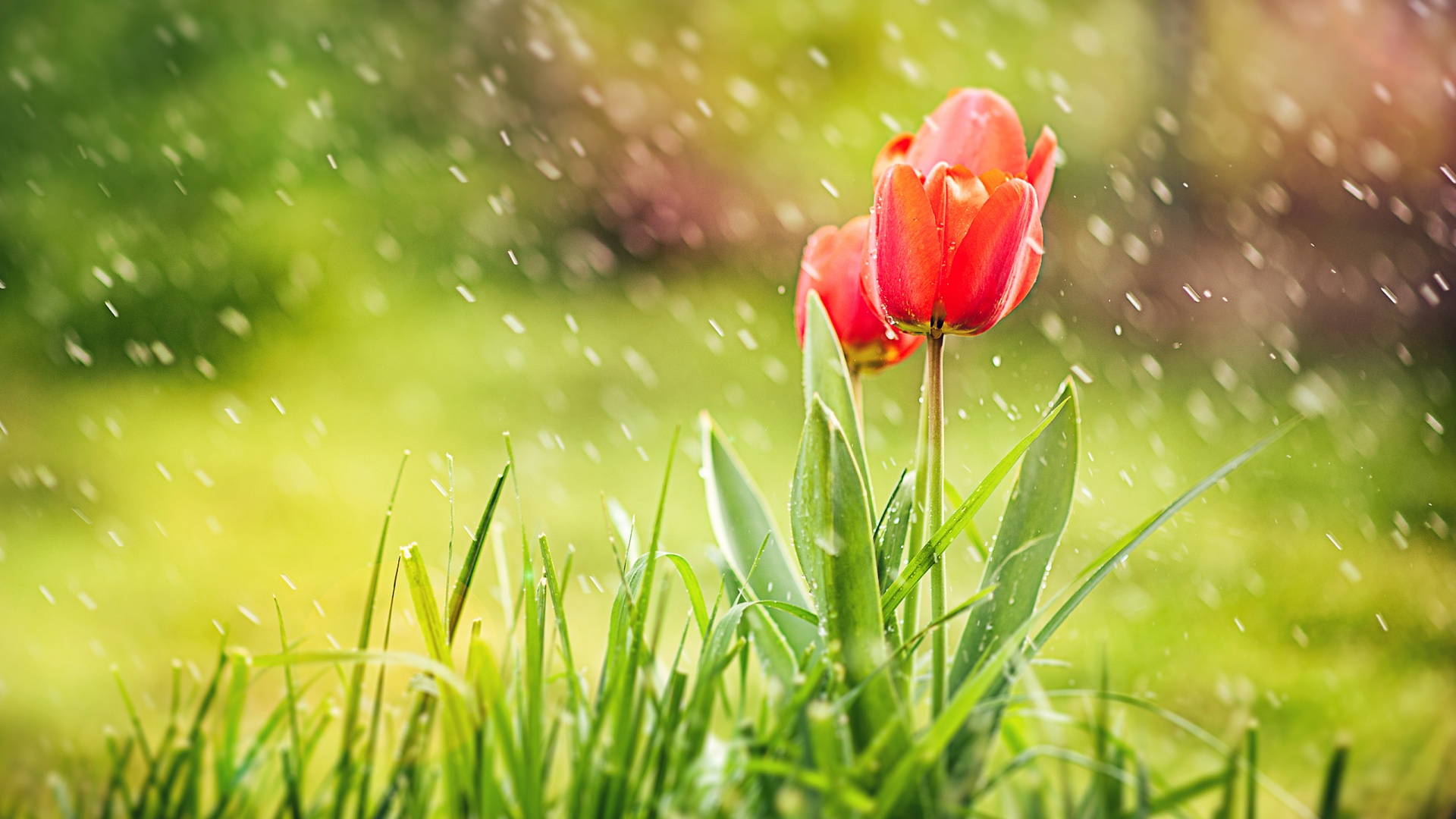 Red Tulip Rain Wallpapers - Rain Hd Images Of Nature , HD Wallpaper & Backgrounds