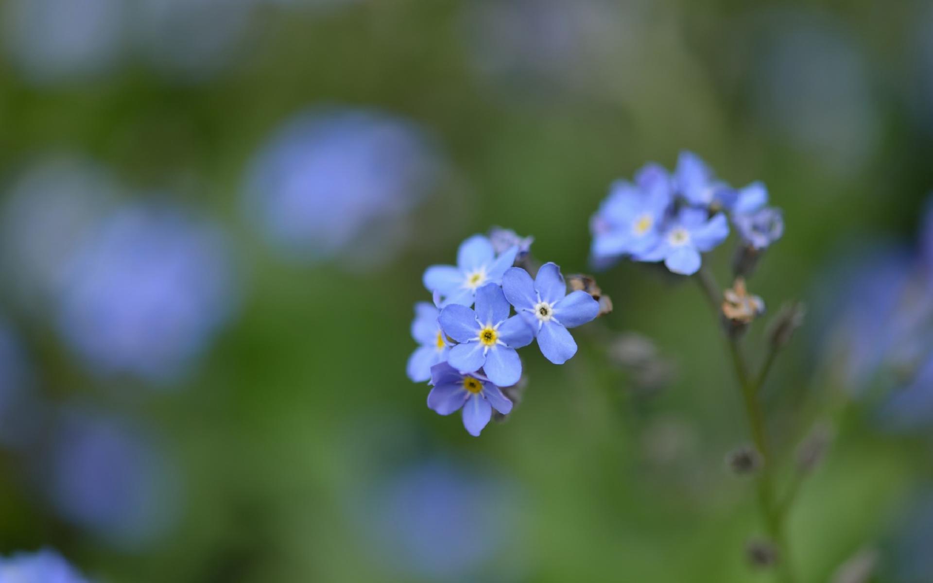 Açık Mavi Renkli Güzel Çiçek Wallpaper Duvar Kağıdı - Alpine Forget-me-not , HD Wallpaper & Backgrounds
