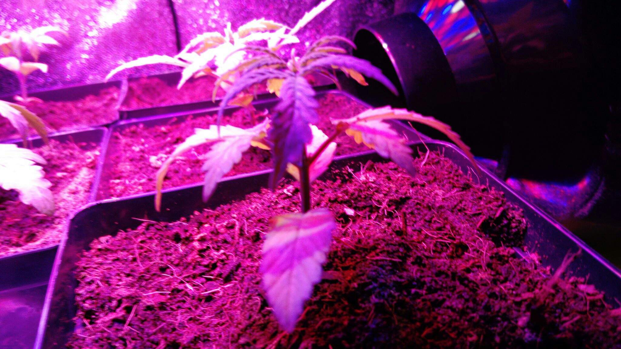 Cherry Bomb Auto First Time Grow - Houseplant , HD Wallpaper & Backgrounds