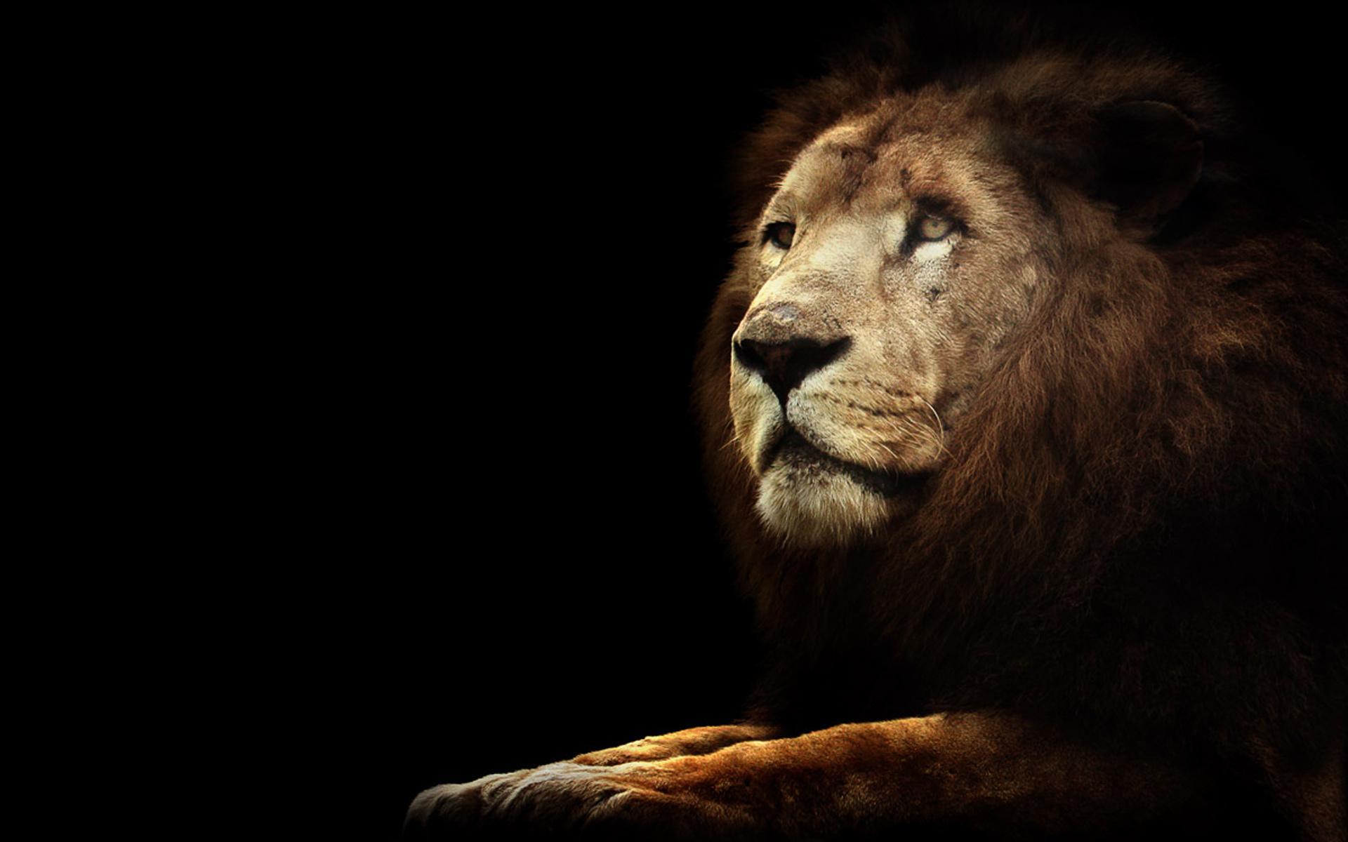 Lion On Black - Wallpaper , HD Wallpaper & Backgrounds