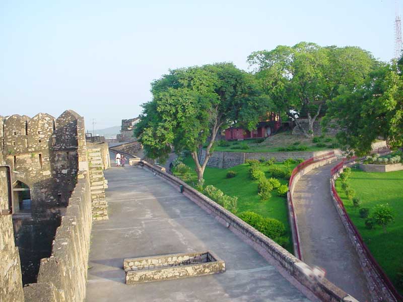 Jhansi Fort Photo Gallery - Tree , HD Wallpaper & Backgrounds