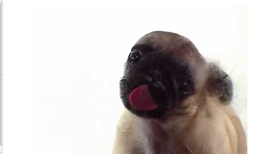 Cute Pug Licking Screen Live Wallpaper - Dog Licks Screen Live , HD Wallpaper & Backgrounds