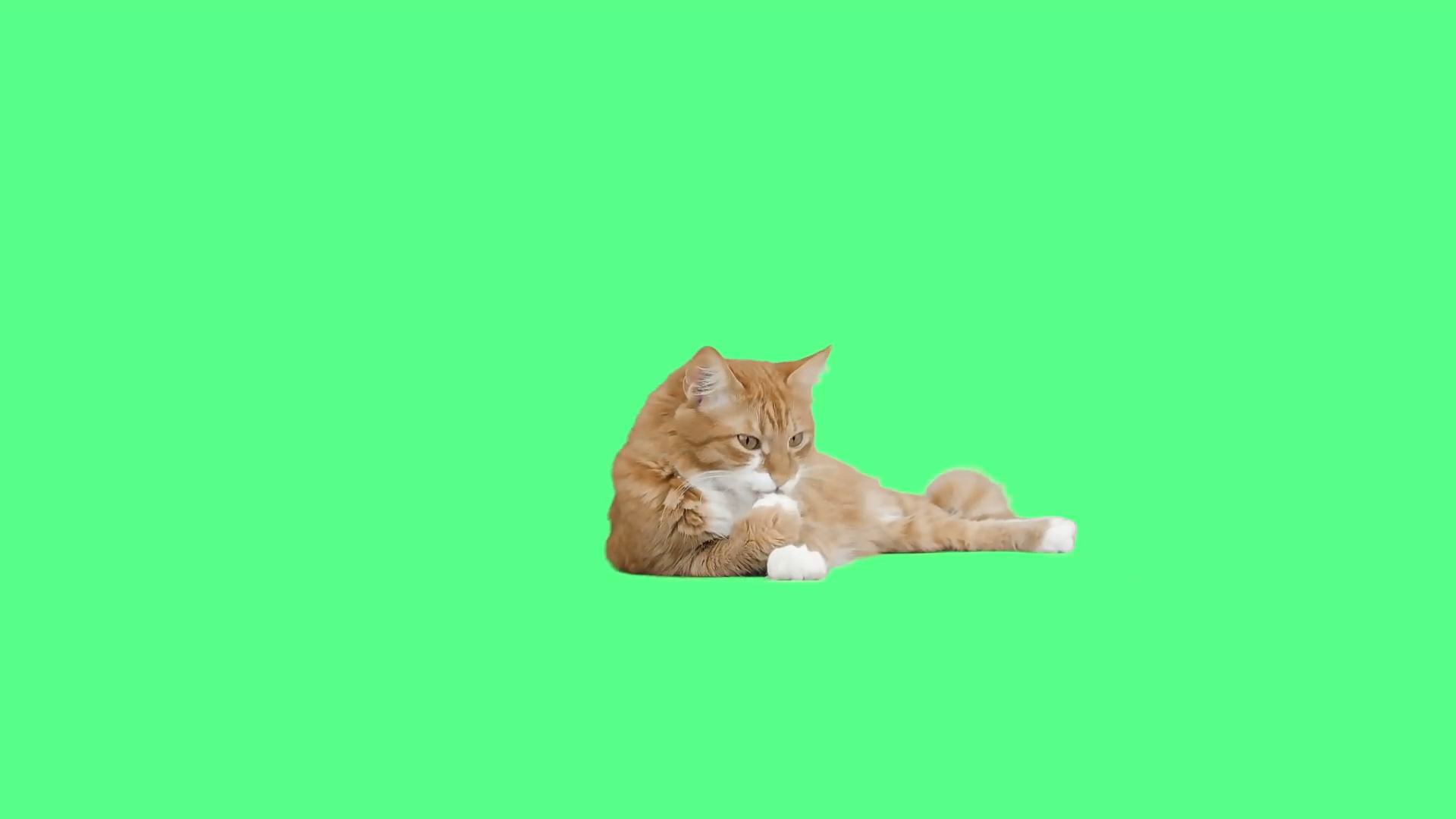 Cat Gif Green Screen , HD Wallpaper & Backgrounds