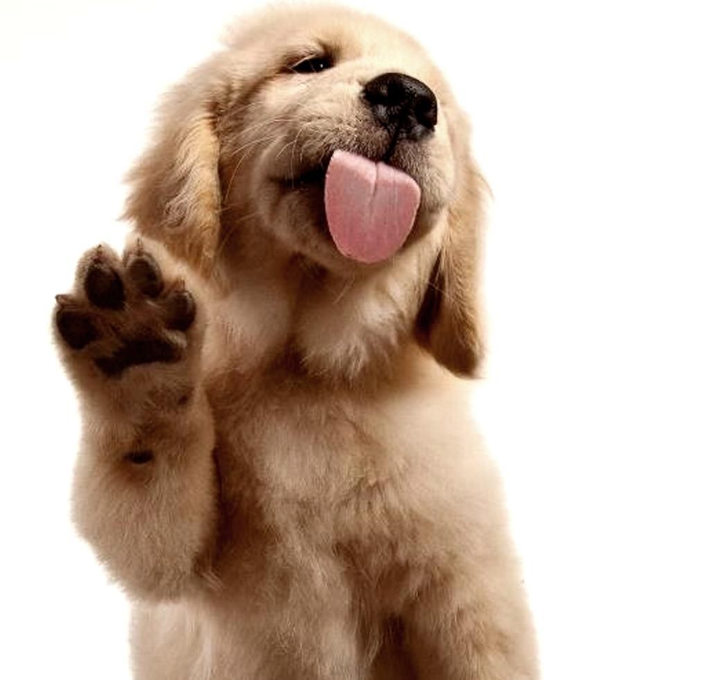 Golden Retriever Puppy, Licking Your Screen - Golden Retriever Licking Screen Gif , HD Wallpaper & Backgrounds