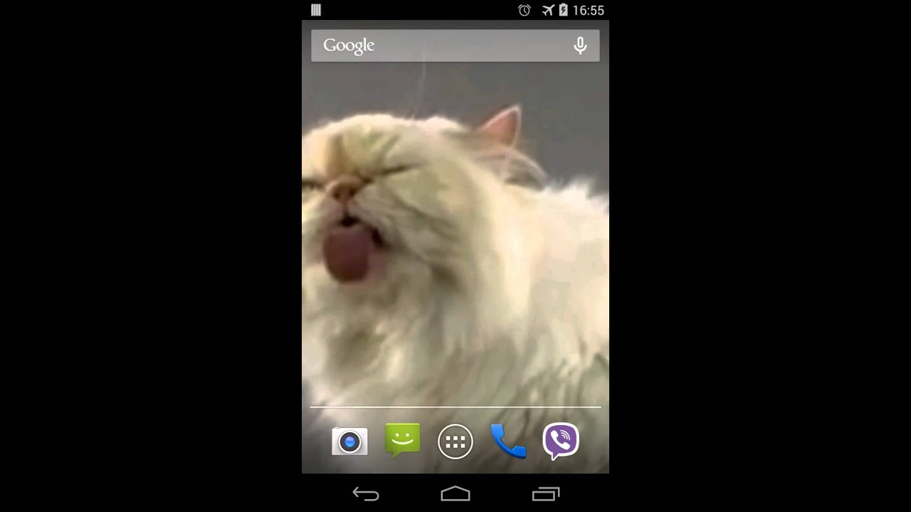 Cat Screen Licks Video Live Wallpaper For Android - Cat Yawns , HD Wallpaper & Backgrounds