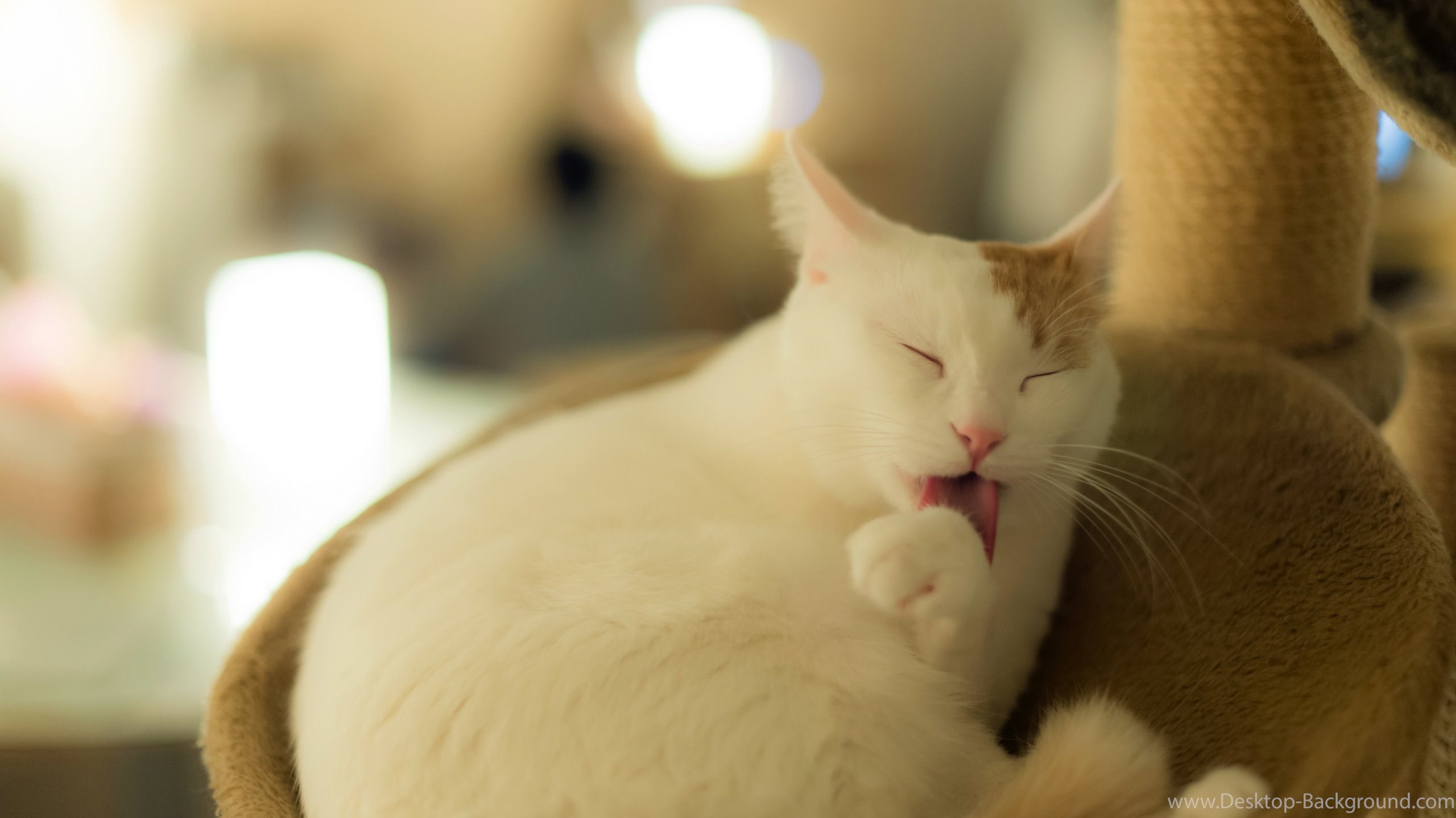 Netbook - Cat Yawns , HD Wallpaper & Backgrounds
