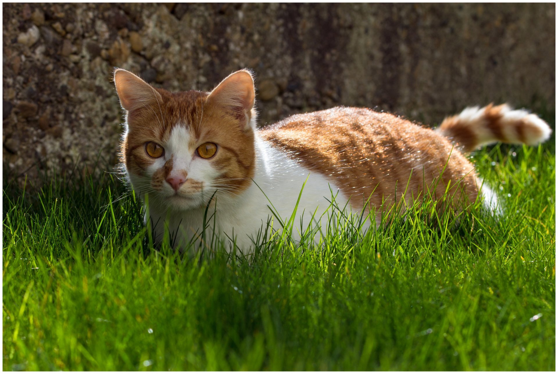 Cat Animals Grass Animal Background Wallpaper Widescreen - Cat With Grass Background , HD Wallpaper & Backgrounds