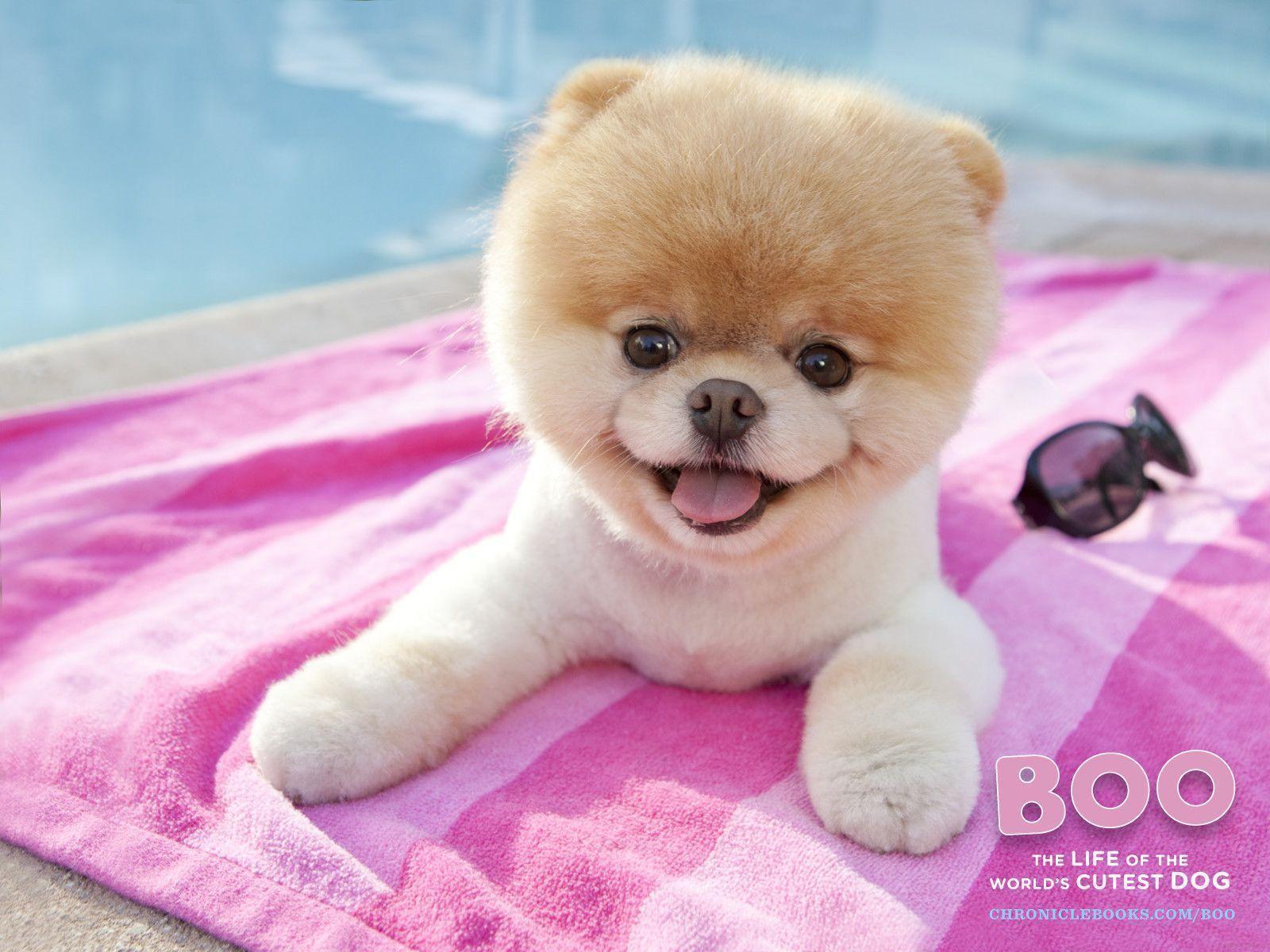 Boo The World's Cutest Dog , HD Wallpaper & Backgrounds