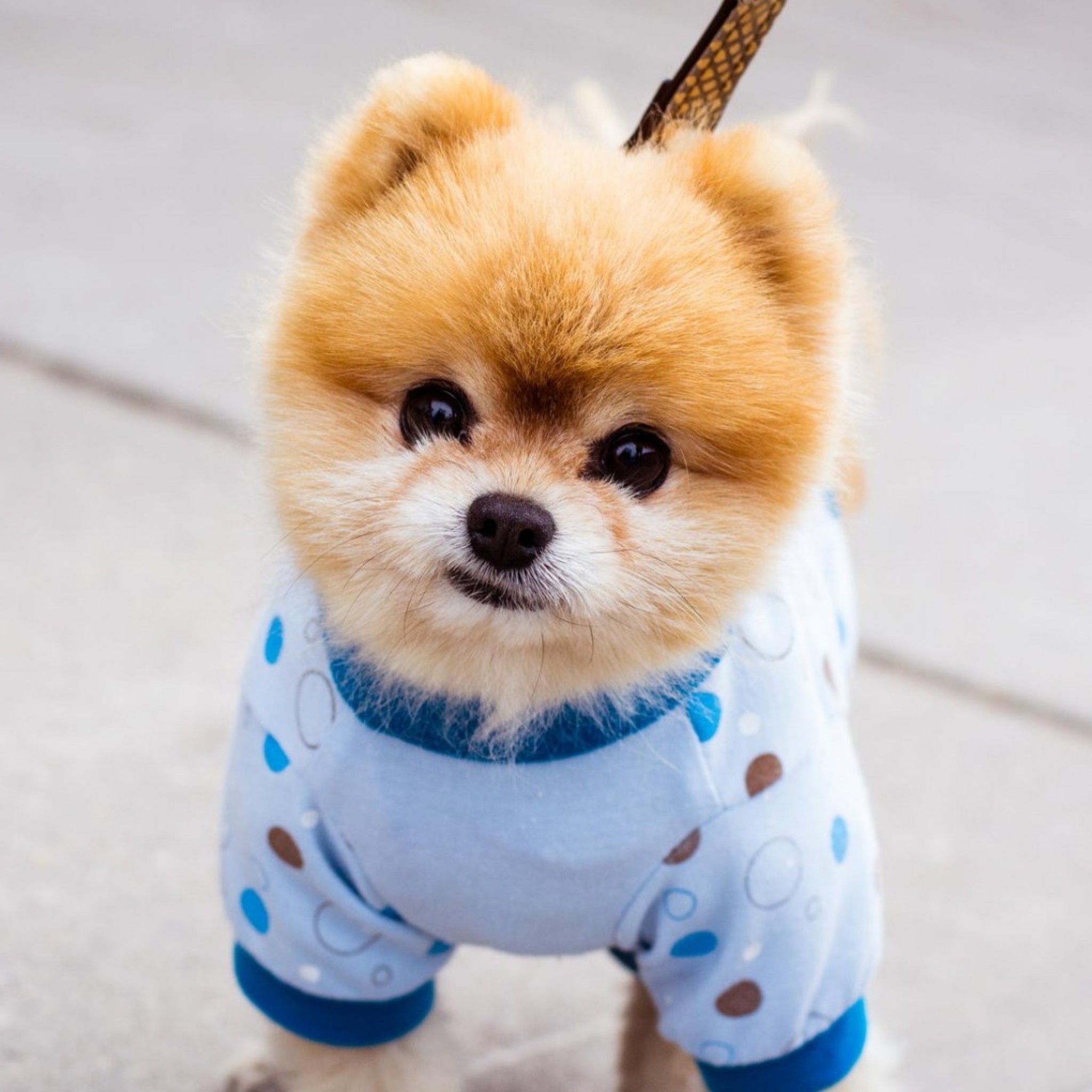 Boo - Best Wallpapers Cute Dogs , HD Wallpaper & Backgrounds