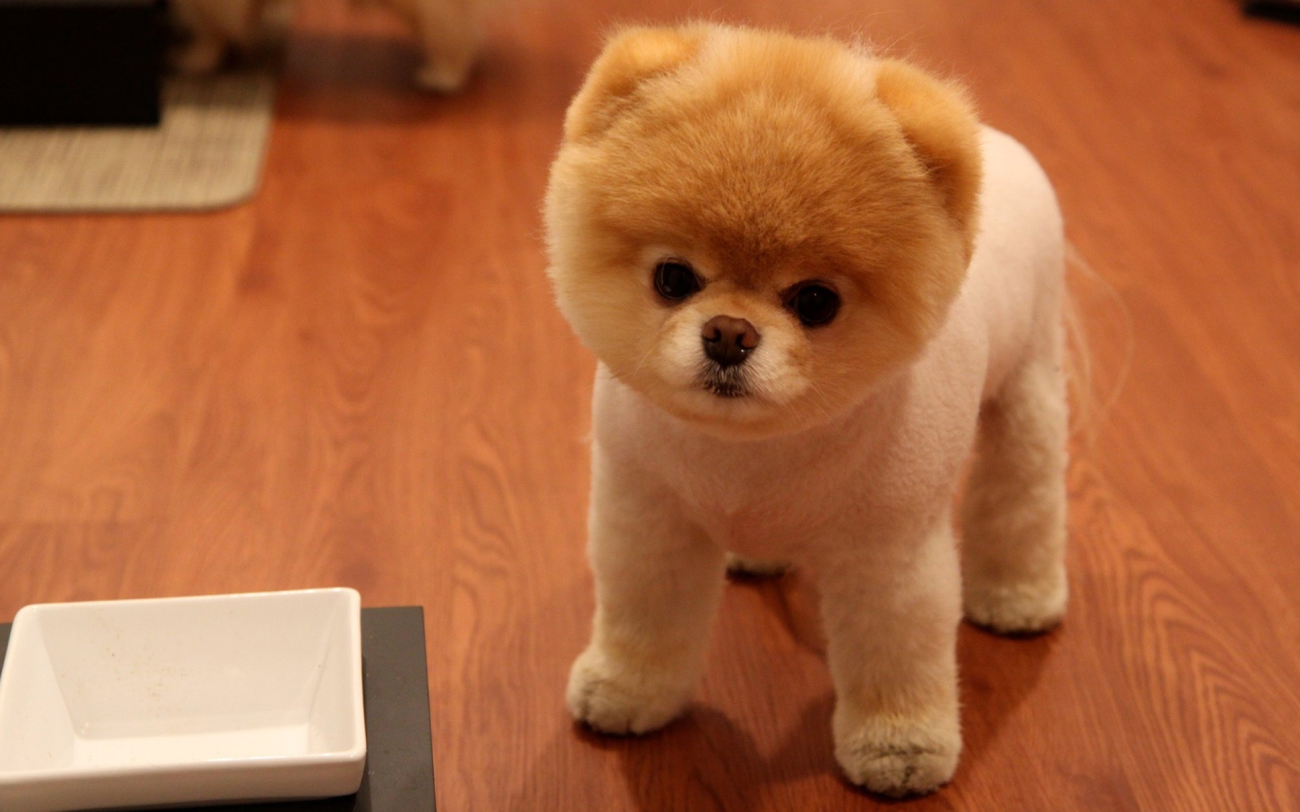 Download Wallpapers, Download Animals Dogs Puppies - Pomeranian Haircut , HD Wallpaper & Backgrounds