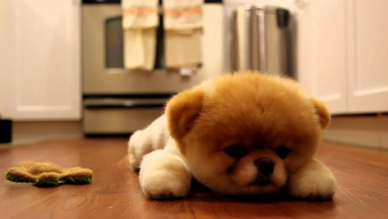 Boo The Dog Wallpaper 1272×720 High Definition Wallpaper - Teddy Bear Gif Funny , HD Wallpaper & Backgrounds