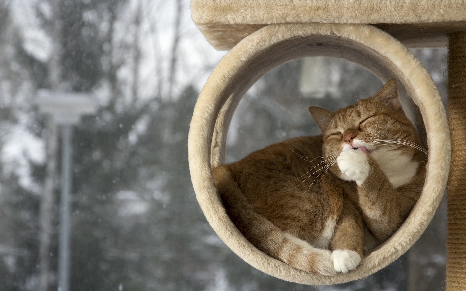 Relaxing Cat , HD Wallpaper & Backgrounds