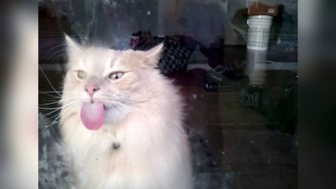Cat Licks Glass - Cat Yawns , HD Wallpaper & Backgrounds