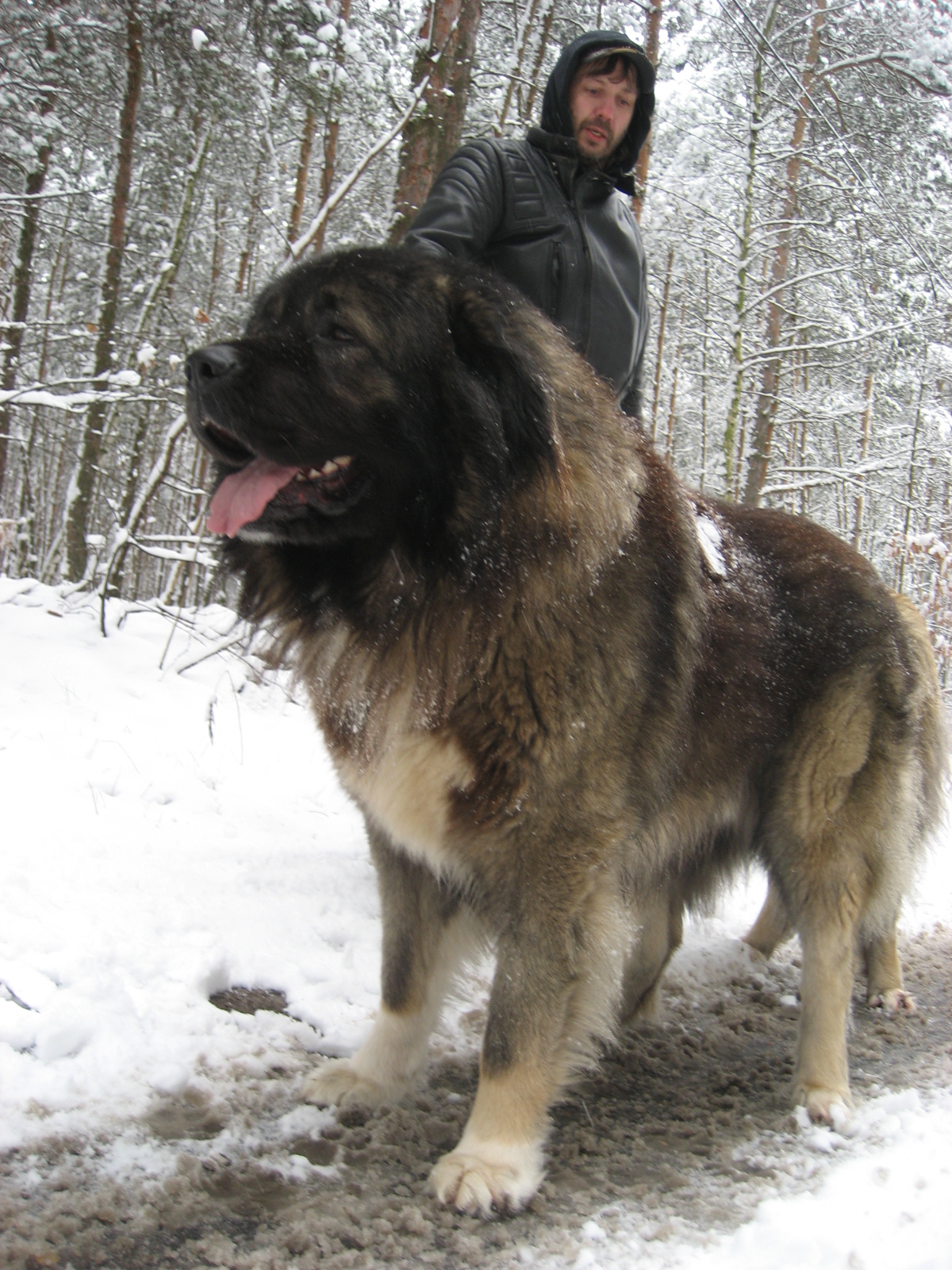 Caucasian Worlds Most Dangerous Dog - Russian Bear Dog , HD Wallpaper & Backgrounds