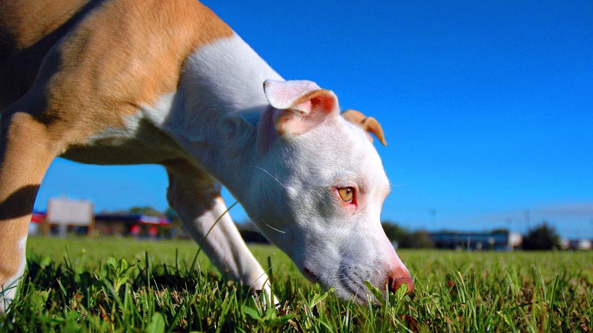 2 Wallpapers Page - Pitbull , HD Wallpaper & Backgrounds
