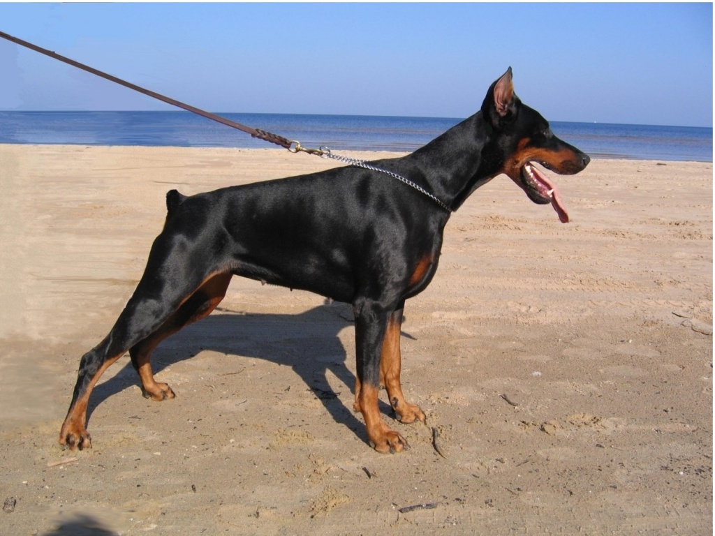 Doberman Pinscher - Dangerous Dogs Doberman , HD Wallpaper & Backgrounds