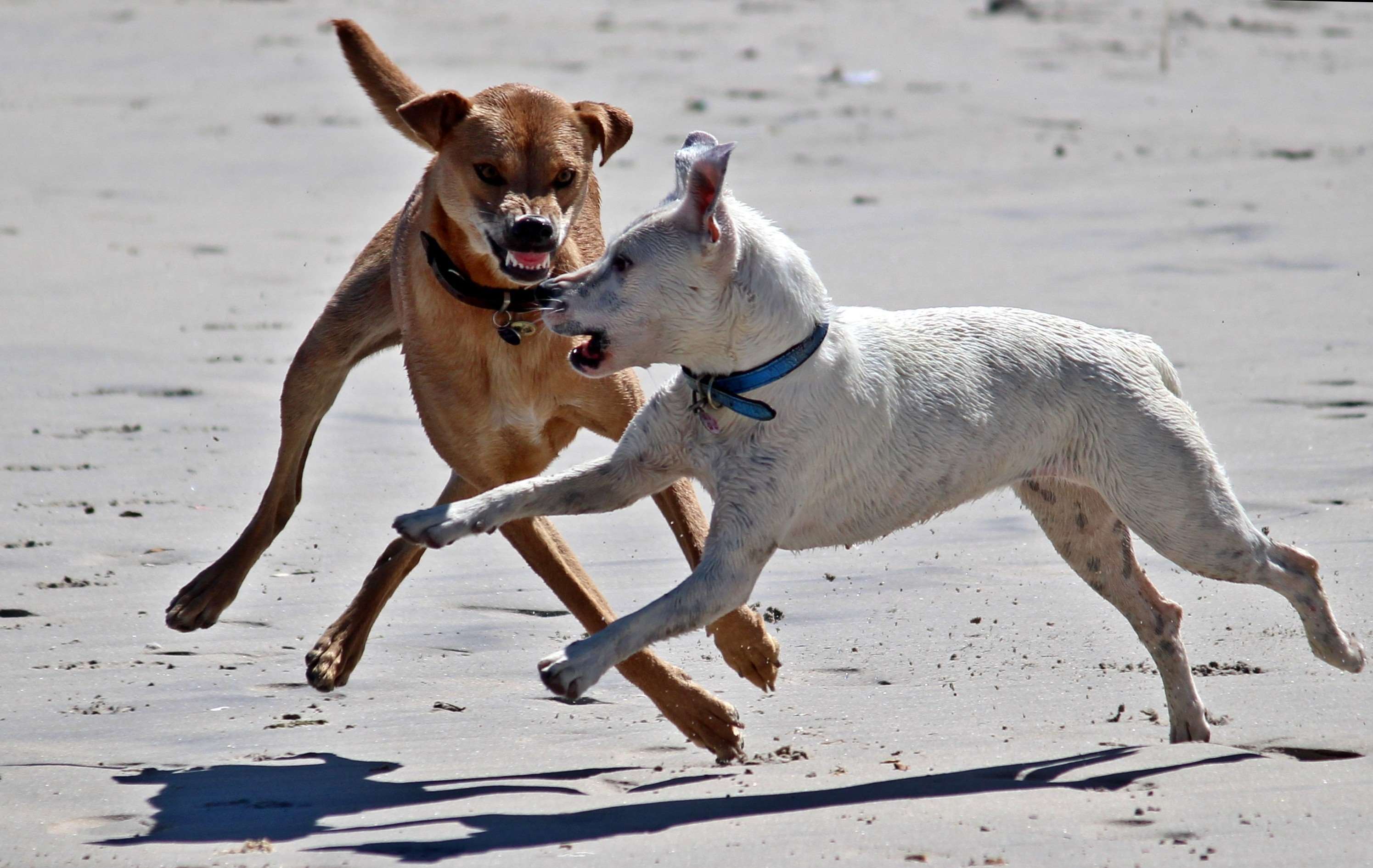 Animal, Attack, Beach, Buddy, Bullying, Coast, Community, - Dominant Dog , HD Wallpaper & Backgrounds