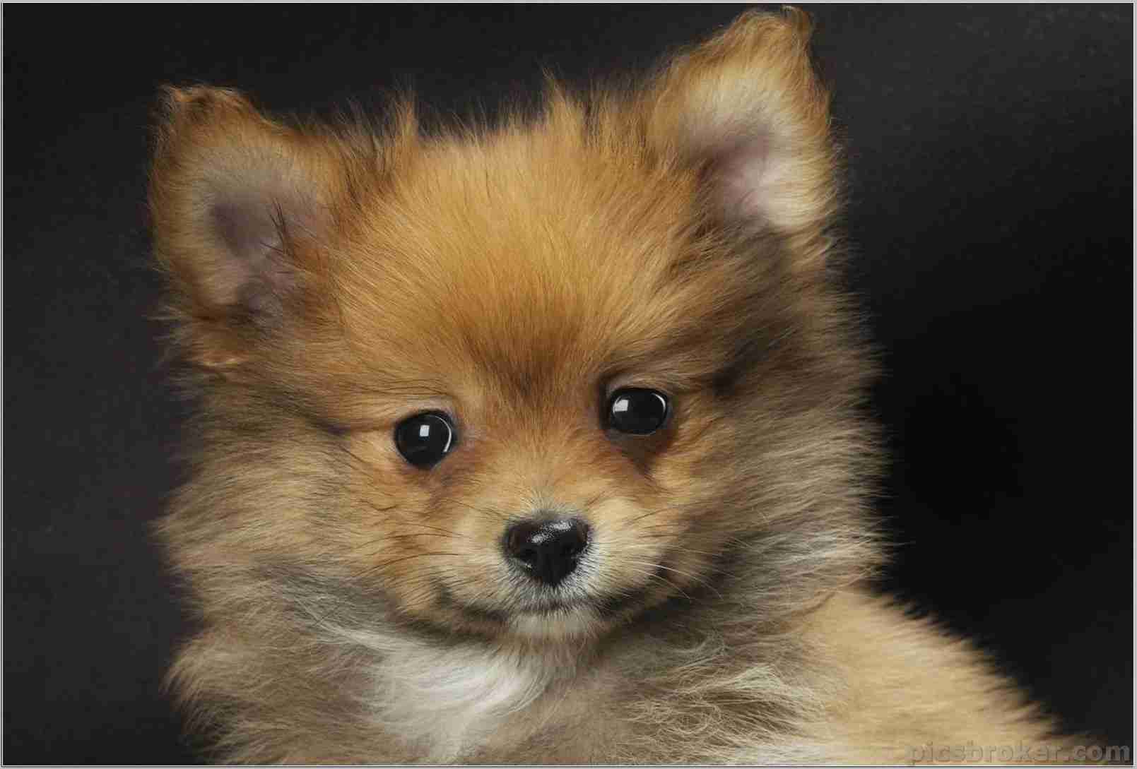 Boo Dog Wallpaper Hd - Pomeranian Puppies , HD Wallpaper & Backgrounds