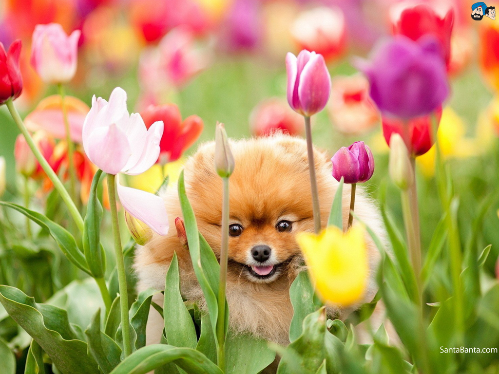 Dogs Boo - Cute Spring Dogs , HD Wallpaper & Backgrounds
