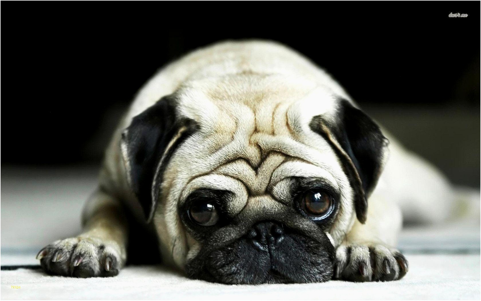 Cute Pug Wallpapers - Pug Wallpaper Hd , HD Wallpaper & Backgrounds