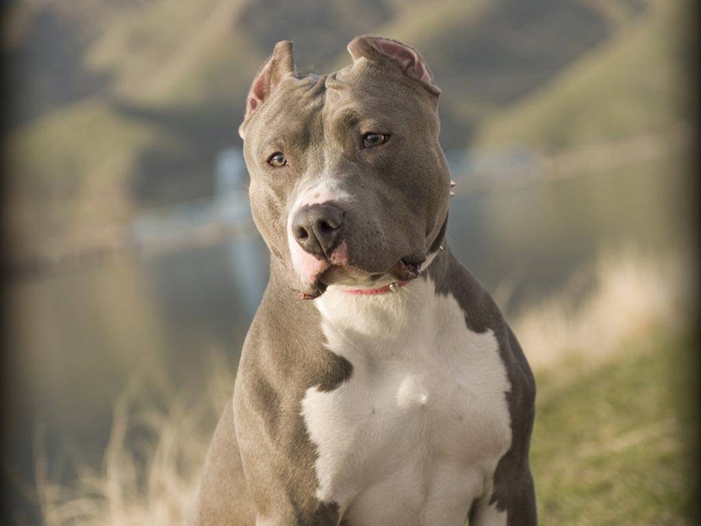 Dogs In Service - Imagens De Pitbull Pra Papel De Parede , HD Wallpaper & Backgrounds