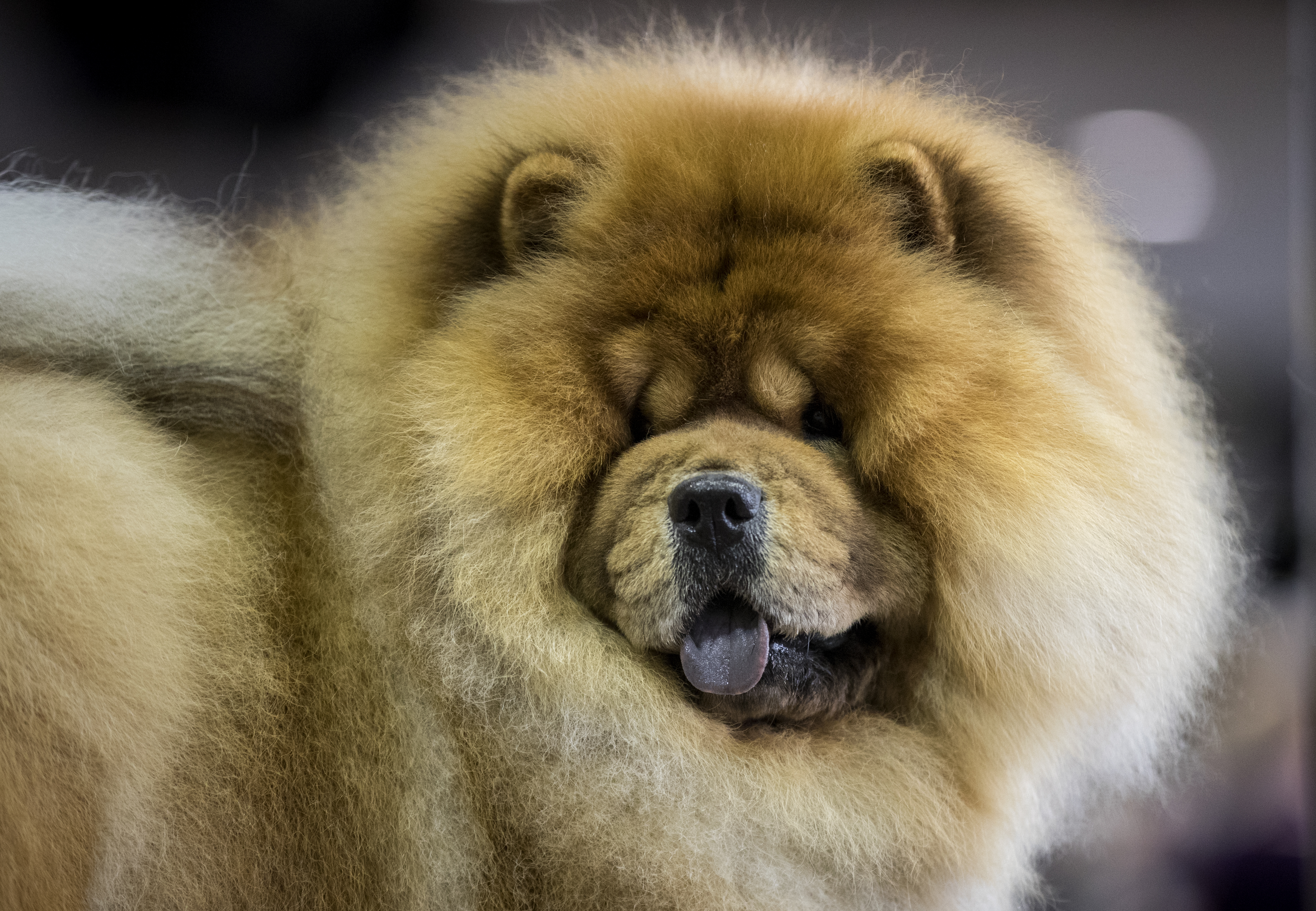 Chow Dog Photo - Best Of Westminster Dog Show , HD Wallpaper & Backgrounds