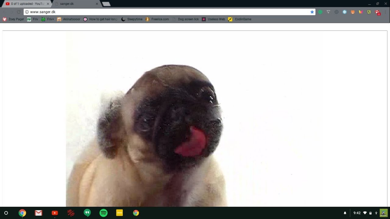 Dog Licking Screen 30 Minutes - Dog Licking Screen Saver , HD Wallpaper & Backgrounds