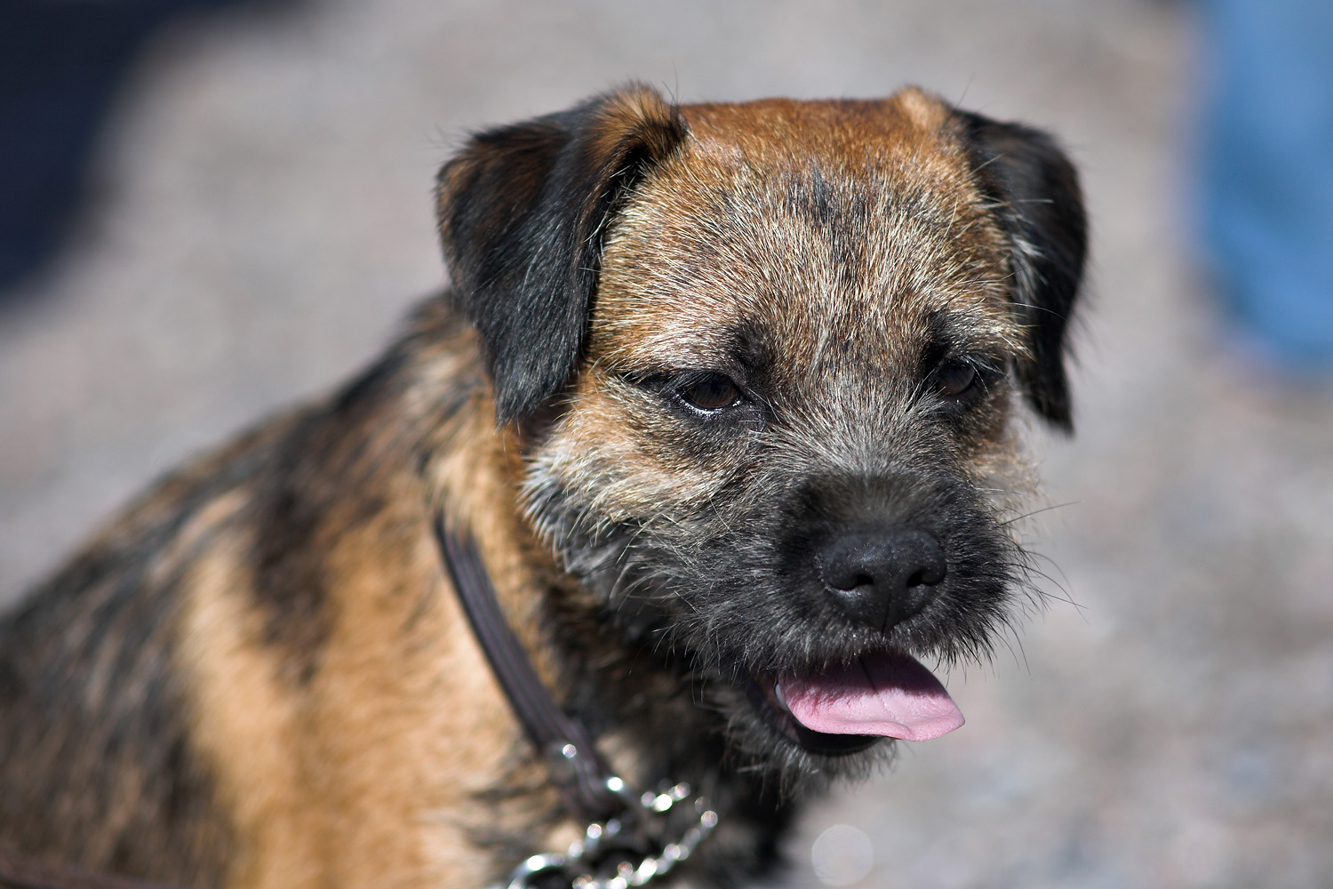 Beautiful Border Terrier Dog Photo - Terrier Breeds Uk , HD Wallpaper & Backgrounds