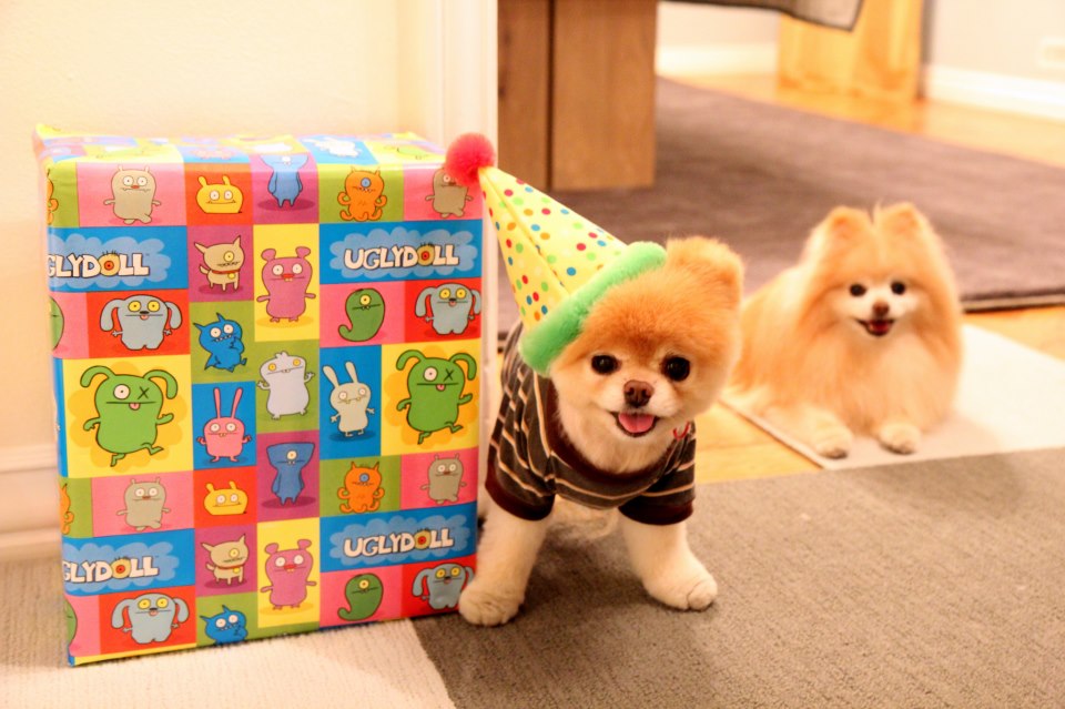Boo & Buddy Images ☆ Boo&buddy ☆ Hd Wallpaper And Background - Happy Birthday Boo Dog , HD Wallpaper & Backgrounds