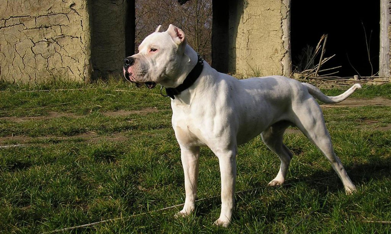 Grand Dogo Dangerous Dozen Most Dangerous Dog - Presa Canario Dog White , HD Wallpaper & Backgrounds