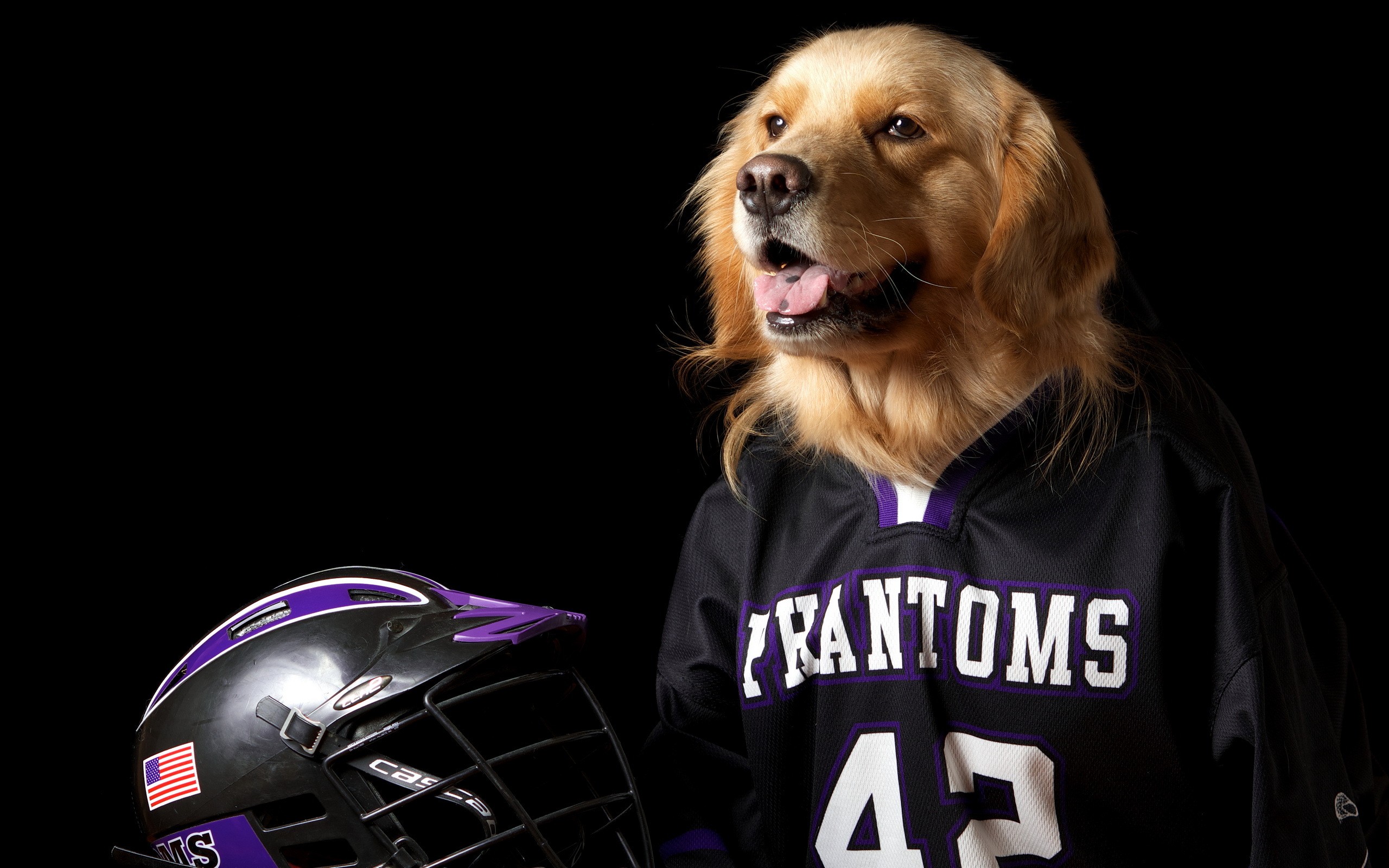 Обложки пес. Обложка с собаками. Собака в каске. Животные в спортивной форме. Собака в шлеме.