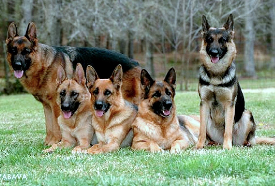 Black Brown German Shepherd Dogs , HD Wallpaper & Backgrounds