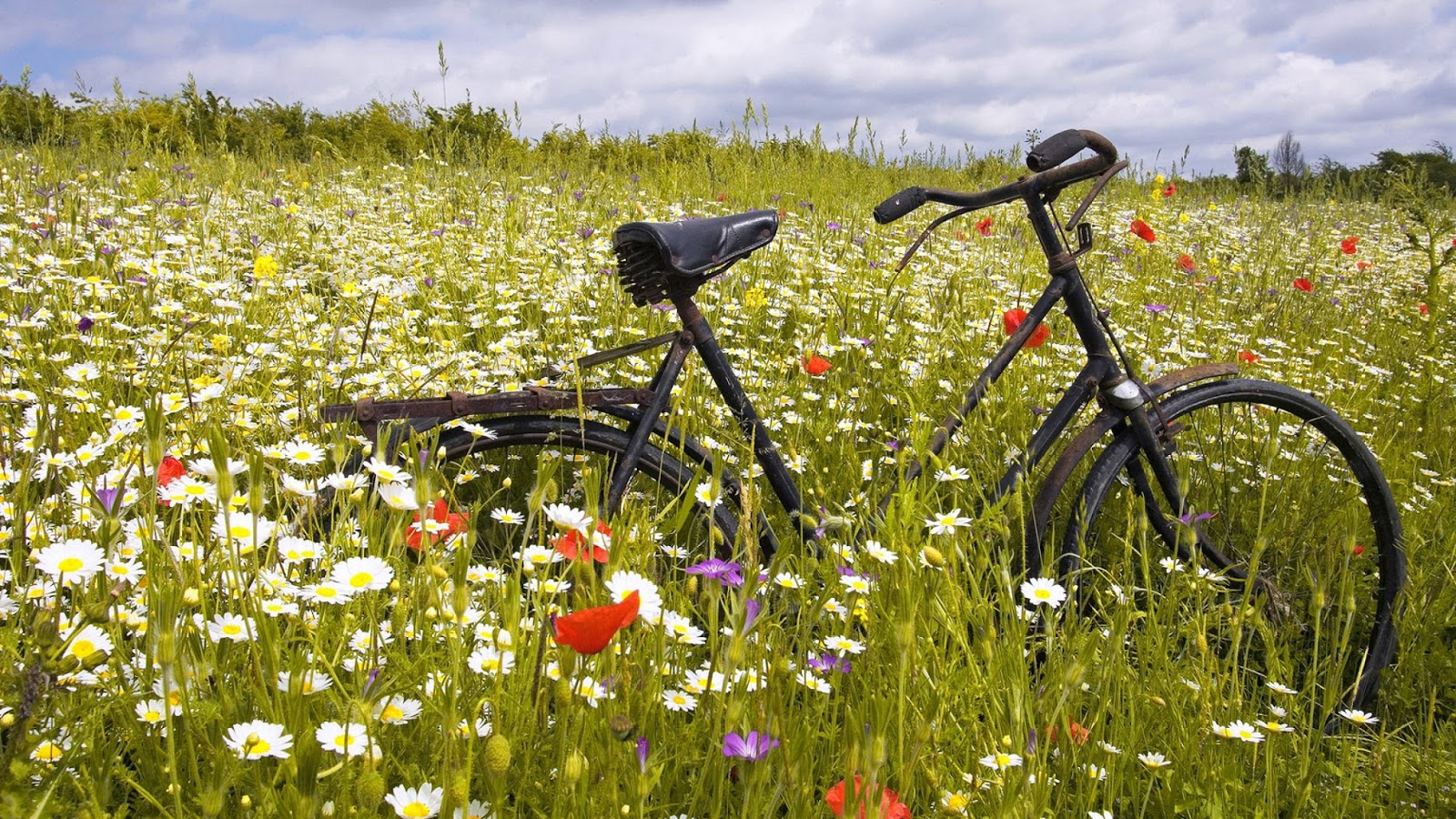 4k Bisiklet Ile Ilgili Fotoğraflar Bisiklet Görselleri, - Spring Picture Prompts , HD Wallpaper & Backgrounds