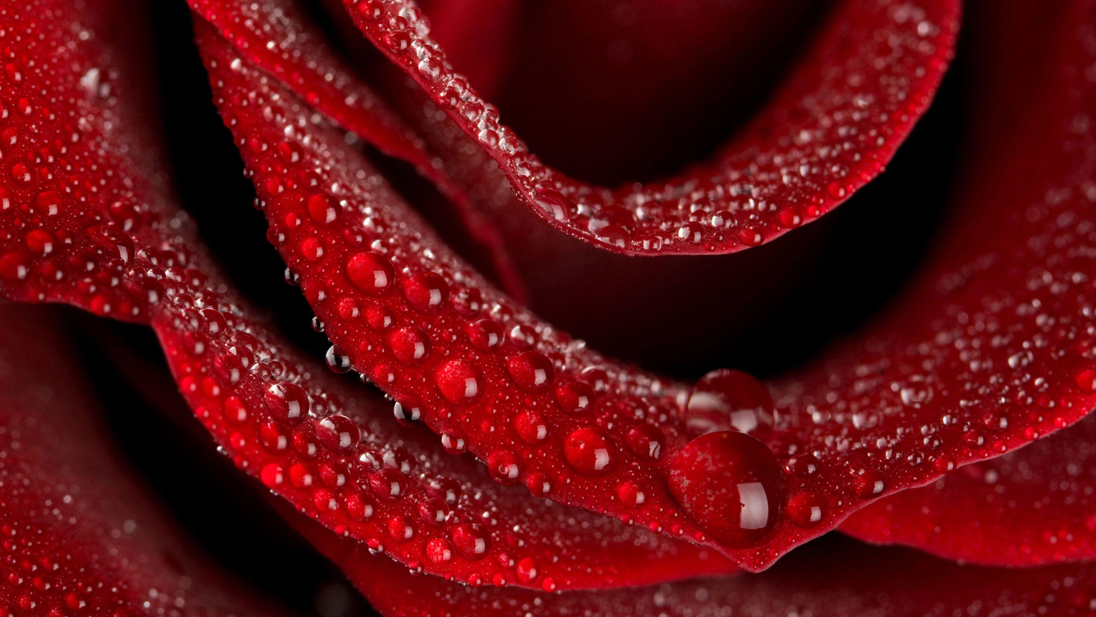 Red Rose Live Wallpaper Free Download - Rose Flower Wallpaper Hd Full Screen , HD Wallpaper & Backgrounds