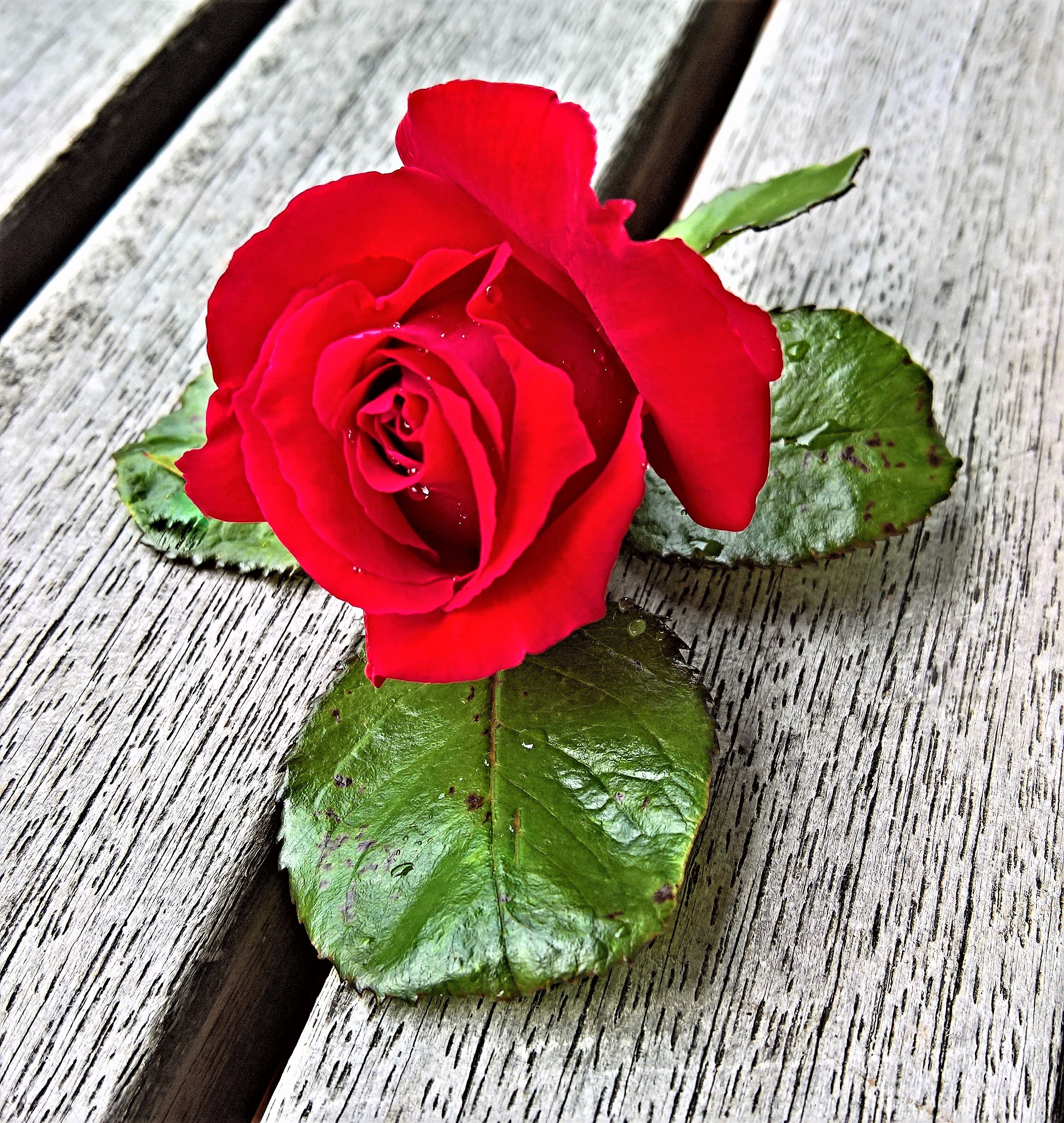 Red Rose - Pixabay - Red Roses , HD Wallpaper & Backgrounds