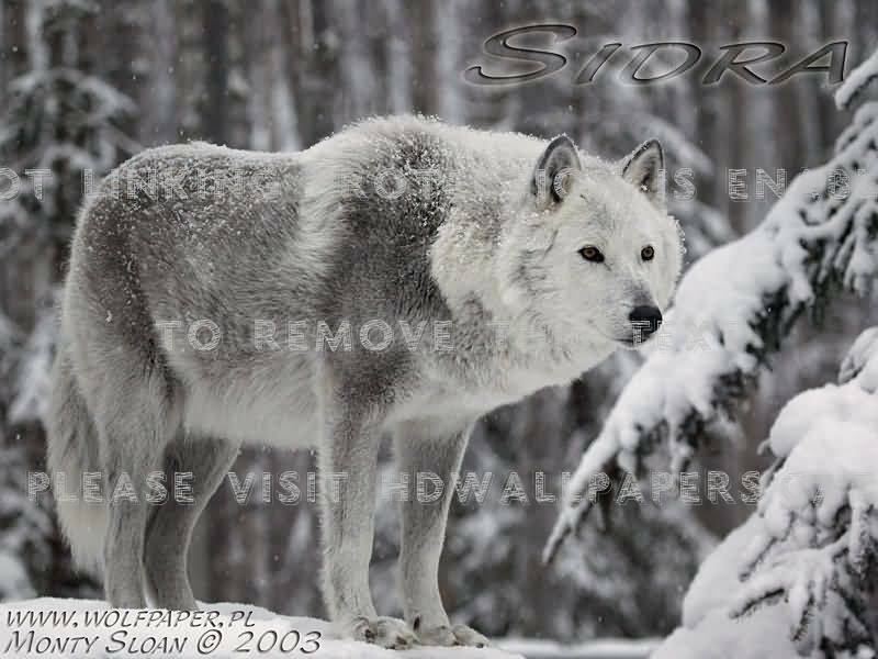 Canis Lupus Tundrarum , HD Wallpaper & Backgrounds