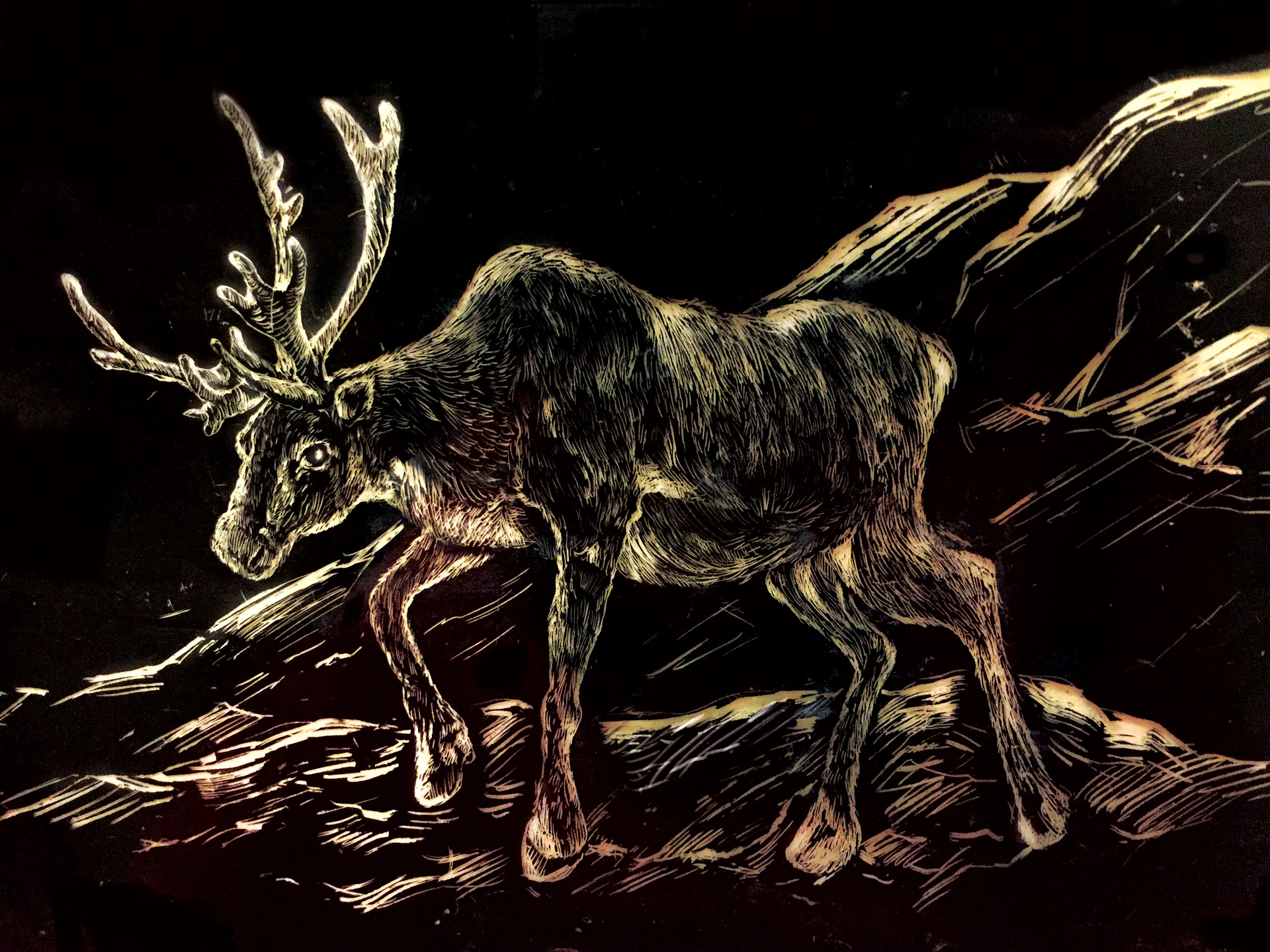 Elk , HD Wallpaper & Backgrounds