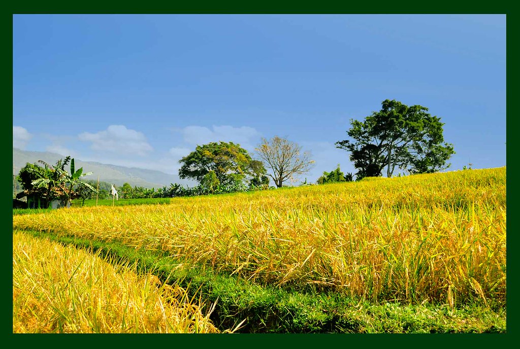 Wallpaper Pemandangan Sawah Padi - Pemandangan Padi Di Sawah , HD Wallpaper & Backgrounds