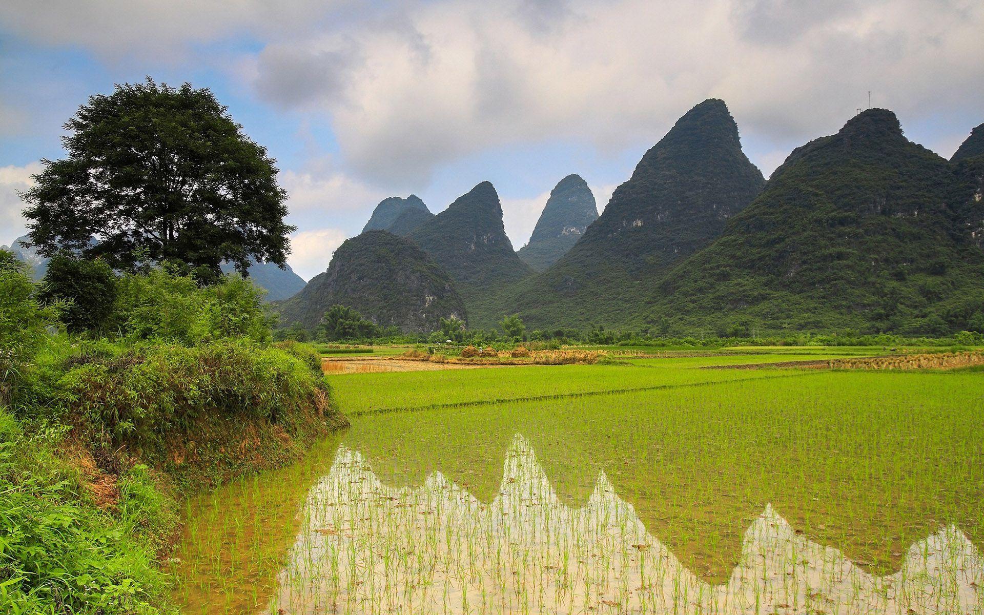 Rice Field Near The Mountains - Summit , HD Wallpaper & Backgrounds