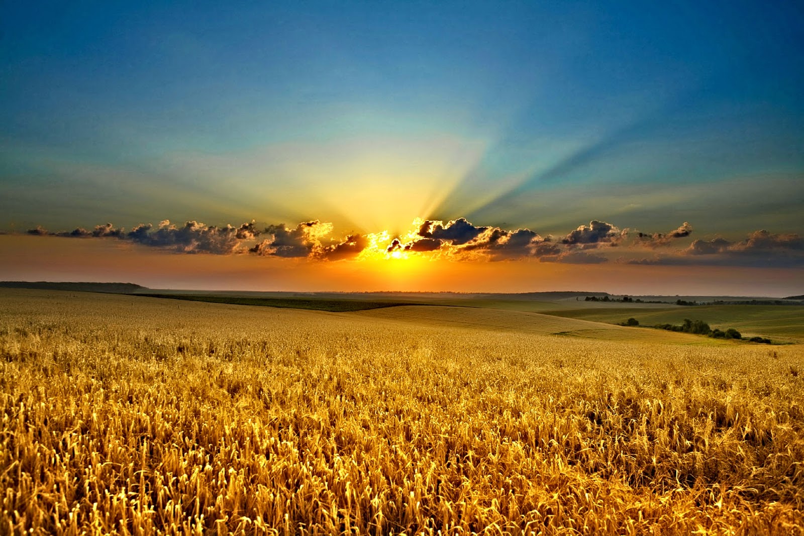 Pemandangan Hd Field Sunset Hd 594187 Hd Wallpaper Pemandangan Hd Field Sunset Hd 594187 Hd Wallpaper