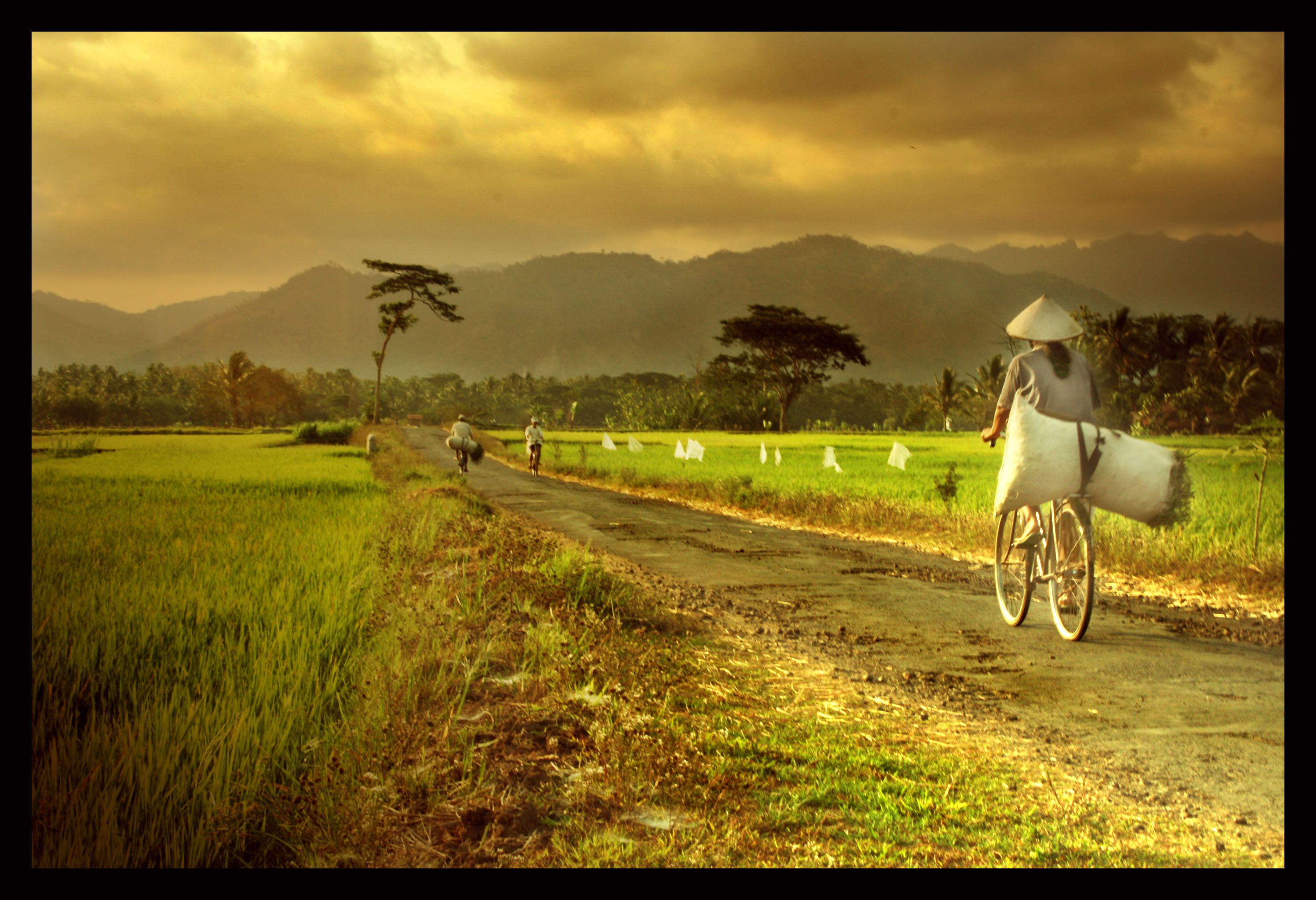 Cycling In The Rice Field - Kata Kata Jawa Motivasi , HD Wallpaper & Backgrounds