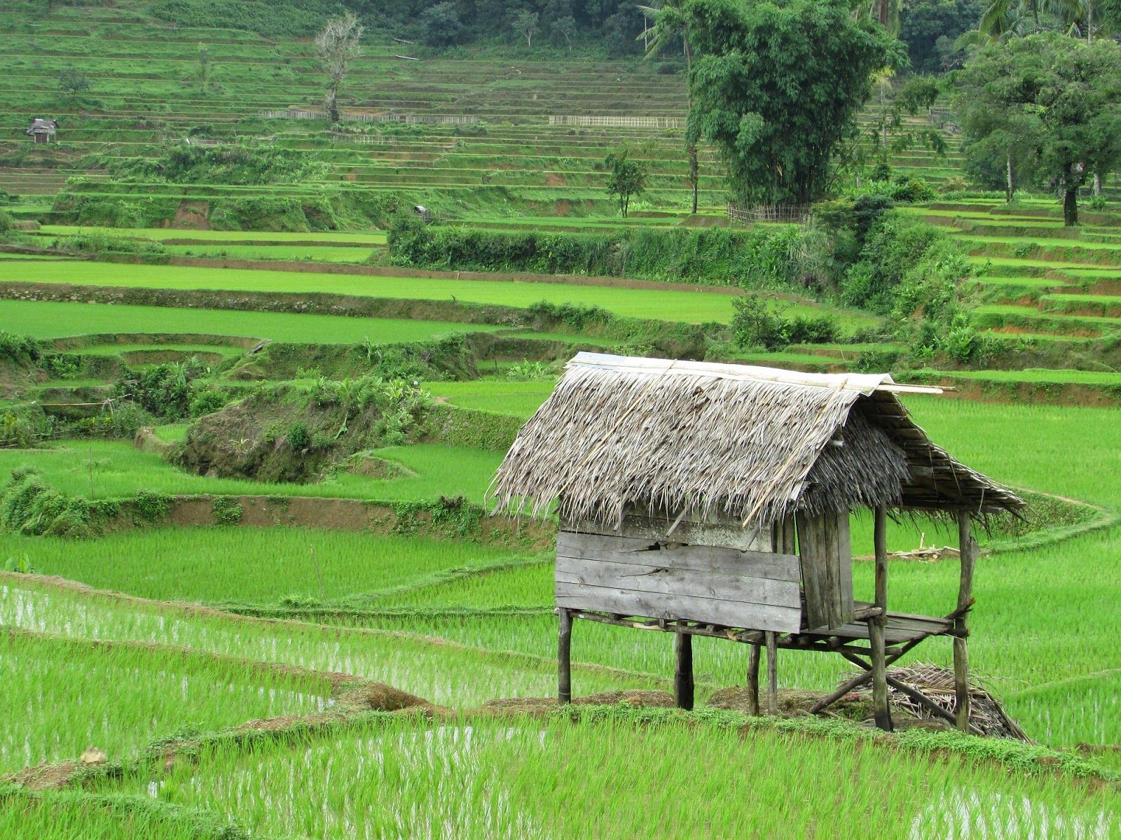 7 Wallpaper Gambar Pemandangan Sawah